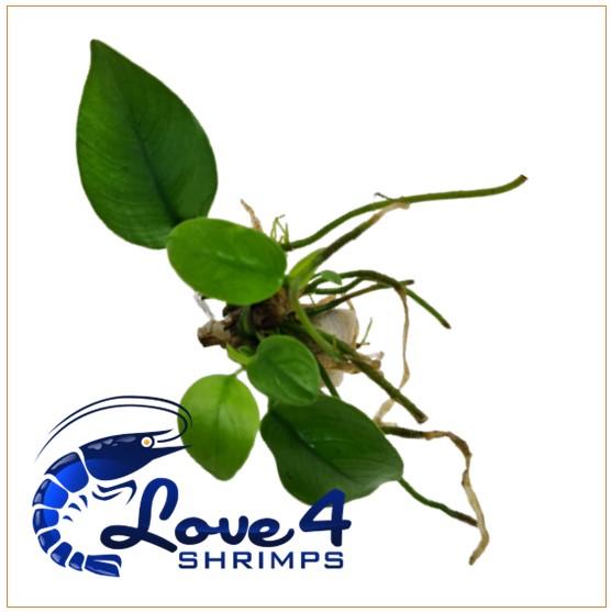 Love 4 Shrimps