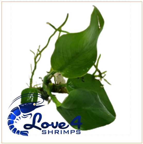 Love 4 Shrimps