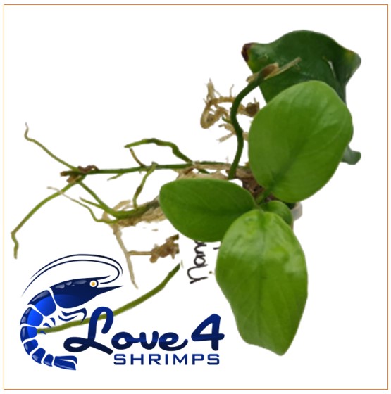 Love 4 Shrimps