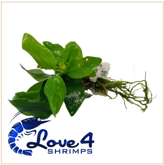 Love 4 Shrimps