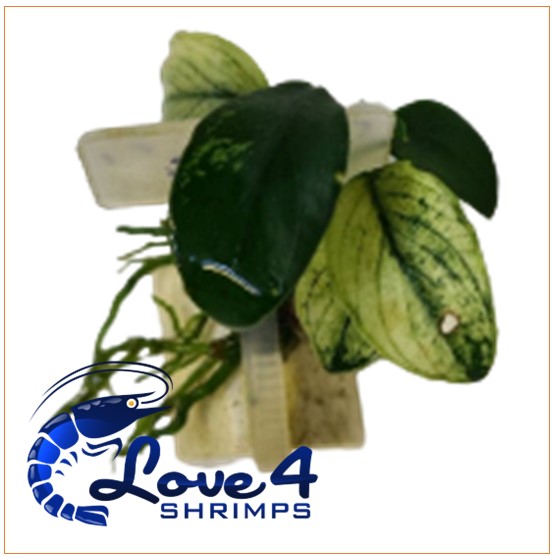 Love 4 Shrimps