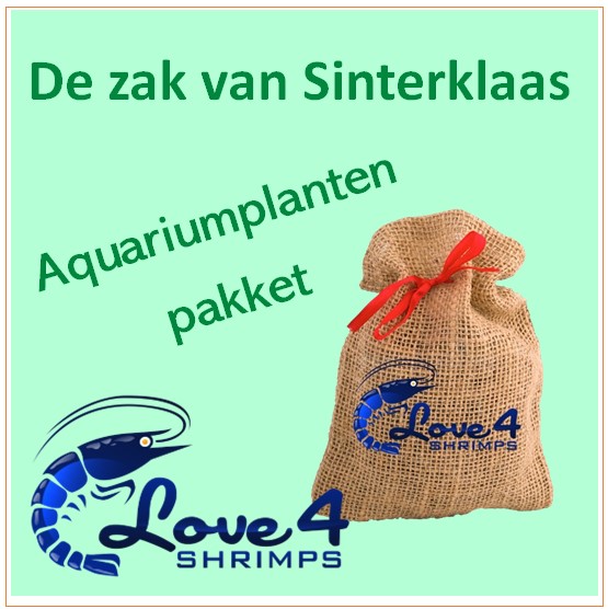Love 4 Shrimps