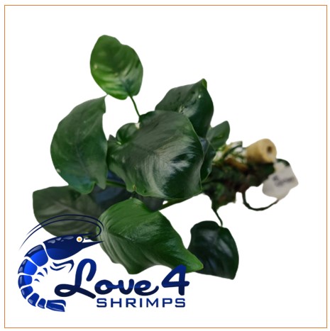 Love 4 Shrimps