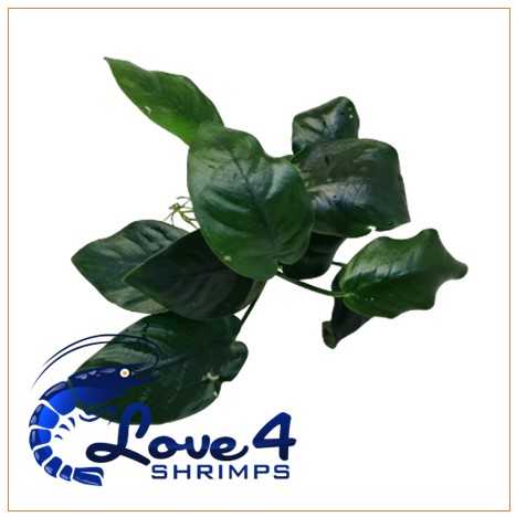 Love 4 Shrimps