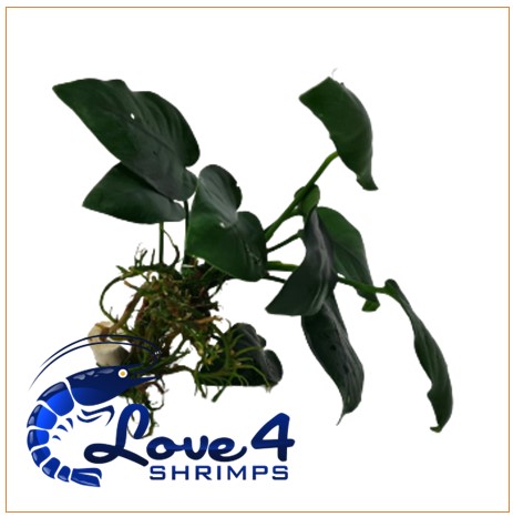 Love 4 Shrimps