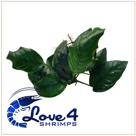 Love 4 Shrimps