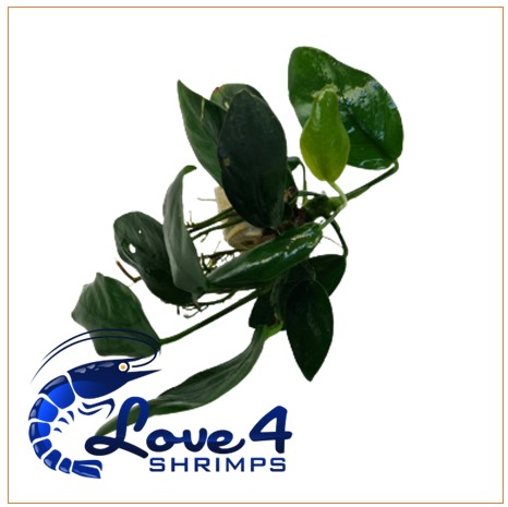 Love 4 Shrimps