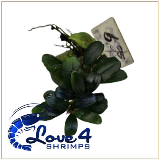 Love 4 Shrimps