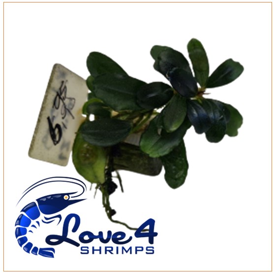 Love 4 Shrimps