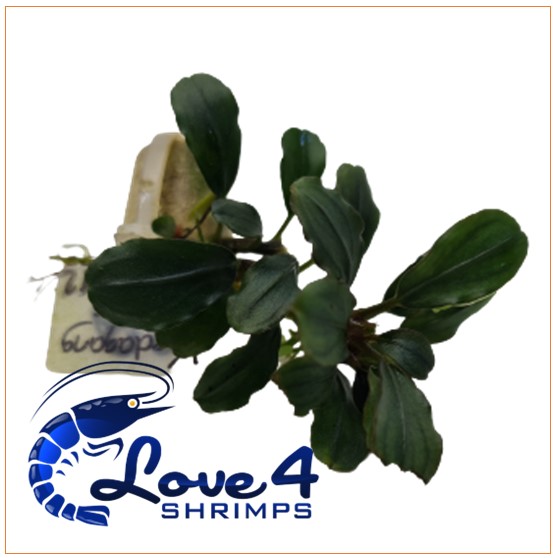 Love 4 Shrimps