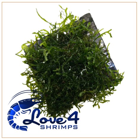 Love 4 Shrimps