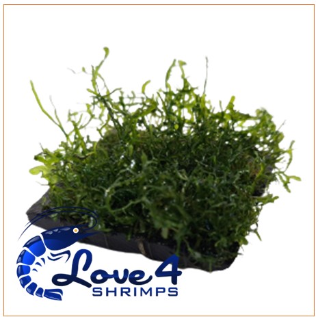 Love 4 Shrimps