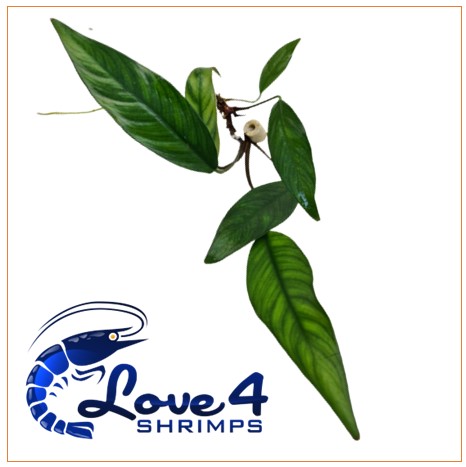 Love 4 Shrimps