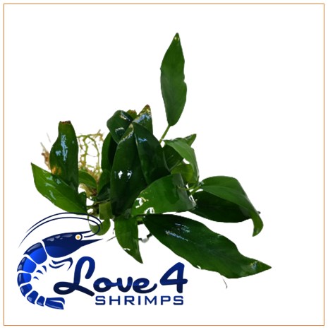 Love 4 Shrimps