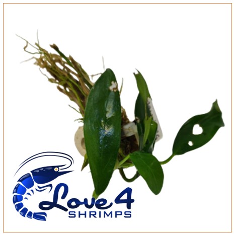 Love 4 Shrimps