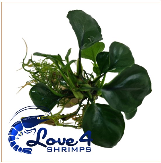 Love 4 Shrimps
