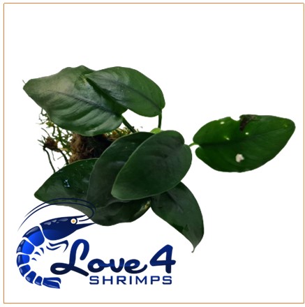 Love 4 Shrimps