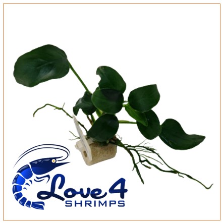 Love 4 Shrimps