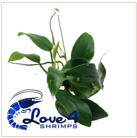 Love 4 Shrimps