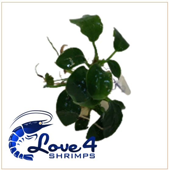 Love 4 Shrimps