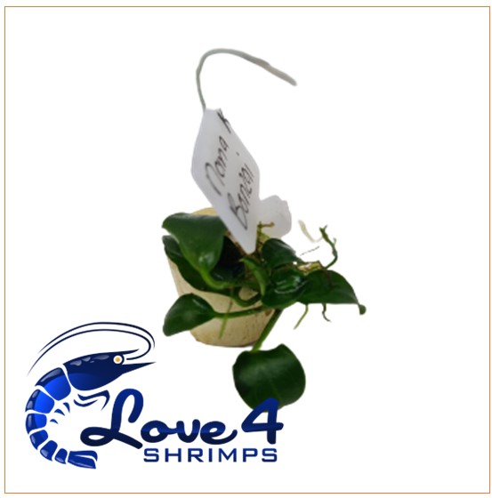 Love 4 Shrimps