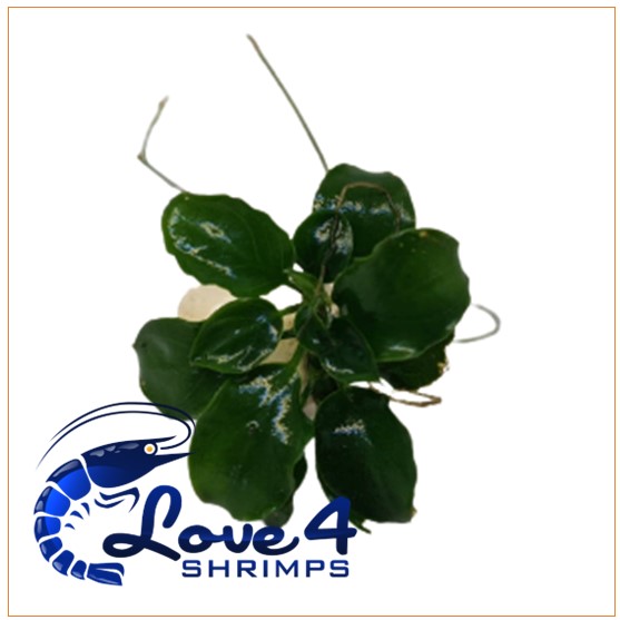 Love 4 Shrimps