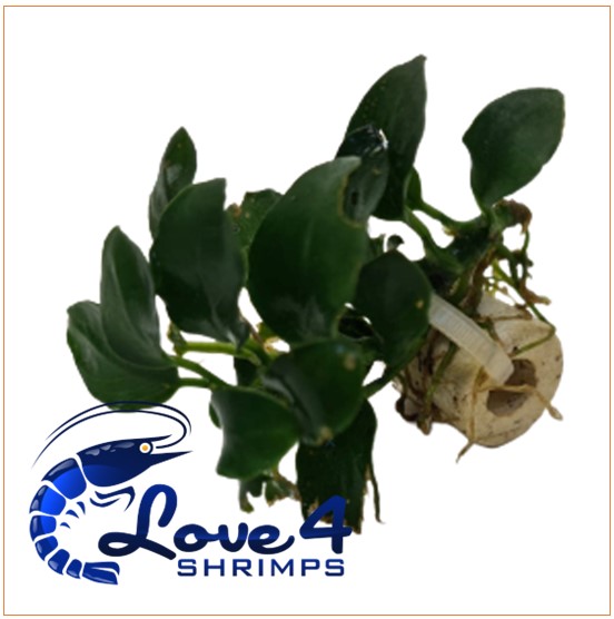 Love 4 Shrimps