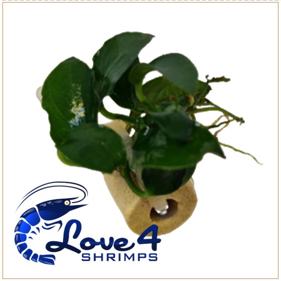 Love 4 Shrimps