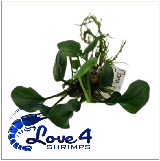 Love 4 Shrimps