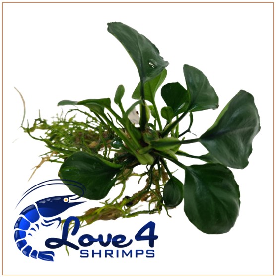Love 4 Shrimps