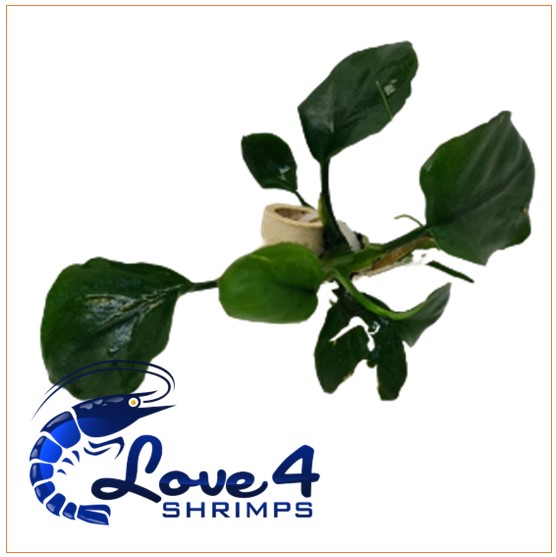 Love 4 Shrimps