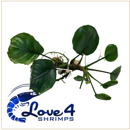 Love 4 Shrimps