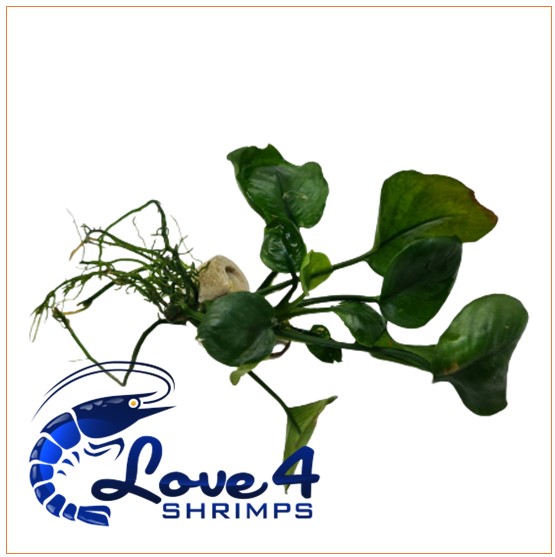 Love 4 Shrimps