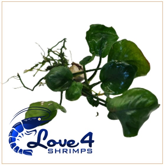 Love 4 Shrimps