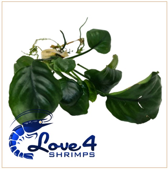 Love 4 Shrimps