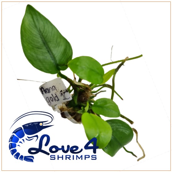 Love 4 Shrimps