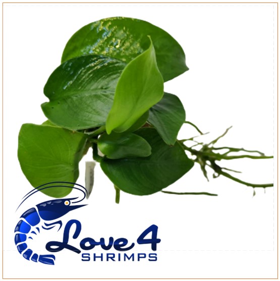 Love 4 Shrimps