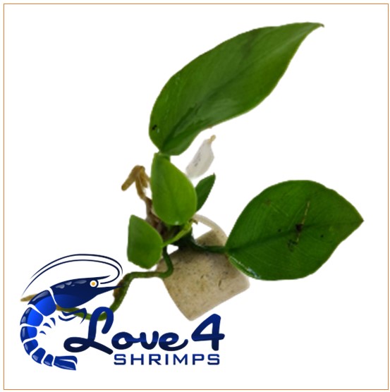 Love 4 Shrimps