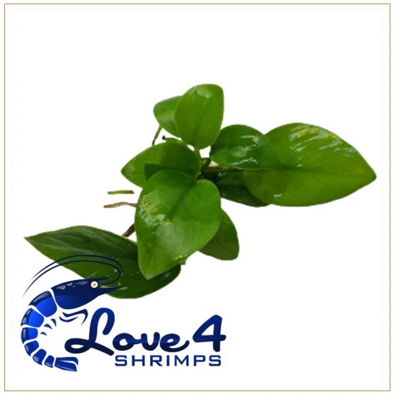 Love 4 Shrimps