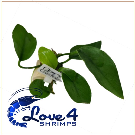 Love 4 Shrimps
