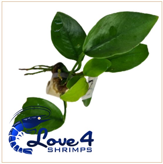 Love 4 Shrimps
