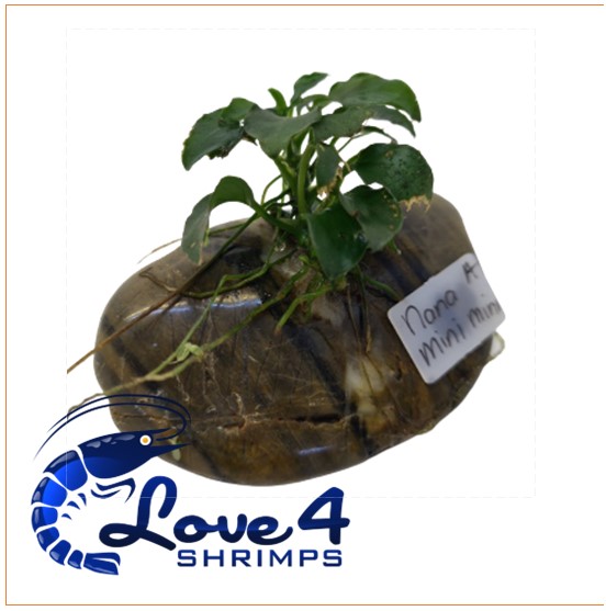 Love 4 Shrimps
