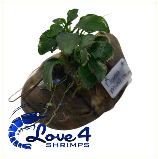 Love 4 Shrimps