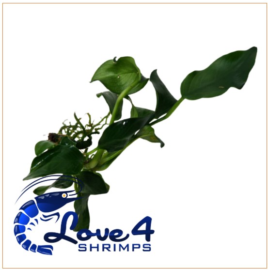 Love 4 Shrimps
