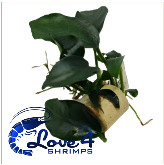 Love 4 Shrimps