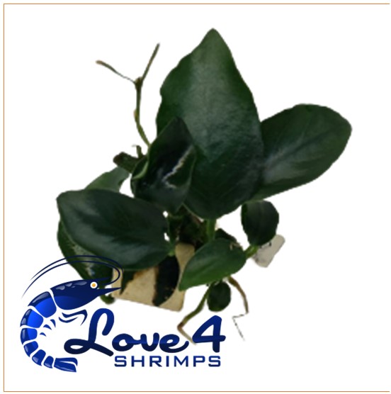 Love 4 Shrimps