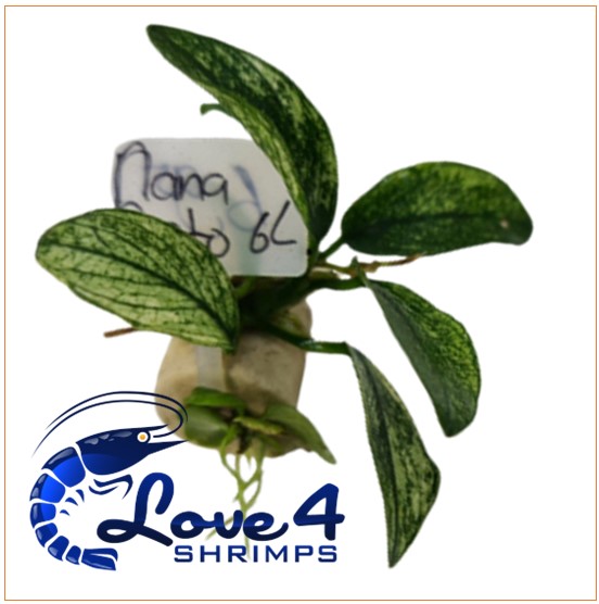 Love 4 Shrimps