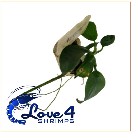 Love 4 Shrimps