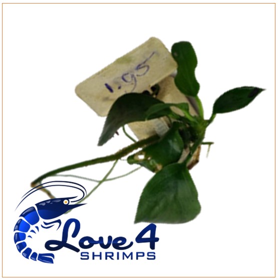 Love 4 Shrimps
