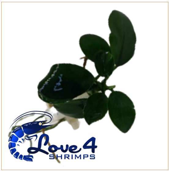 Love 4 Shrimps